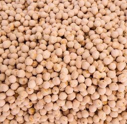 Soybean