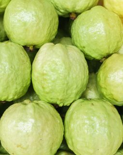 Big fresh guava selling in the market